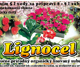 LIGNOCEL - pr�rodn� lisovan� substr�t, 500g - 9litrov