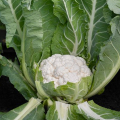 BL Karfiol Andromeda F1