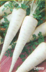 Petr�len kore�ov�, Orbis, 400 semien