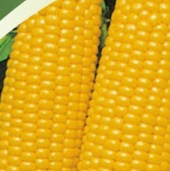 BL Kukurica siata cukrov� Spirit F1, 20 g (90 semien)